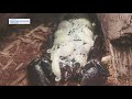 Emperor scorpion - one of the largest kinds of scorpion -- gives birth in Houston