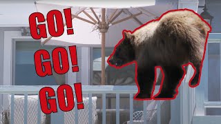 Woman Shouts at Bear on Her Balcony