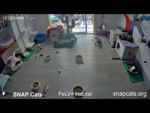 SNAP Cats FeLV+ Catio