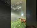 Anjing menggonggong melihat 2 ekor buaya sedang be main main #shorts#animals#crocodile#dog