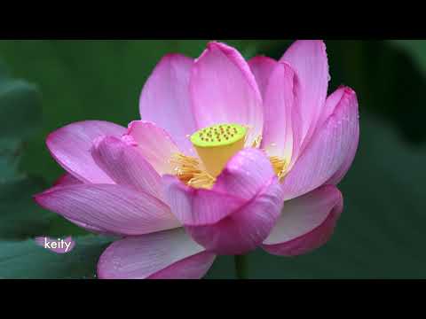 Lotus flower 🌸 4K Leaf shower 蓮の花 三渓園 蓮の葉シャワー