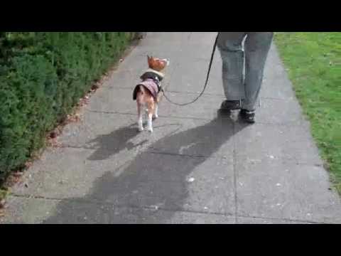 David the Dog Trainer Puppy Leash Lesson