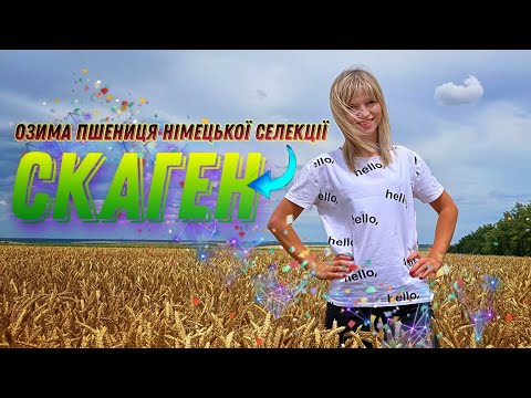 Озима пшениця Скаген 🌾 Жнива 2022 (АгроВлог👩‍🌾)