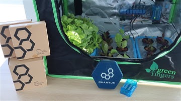Automated IoT Indoor Hydroponic Farm Using Quantum Integration