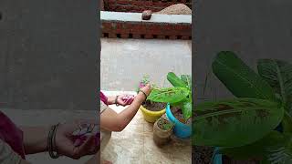 Download Lagu guddi Rani tulsi ji ka bhi puja ki MP3 Download Lagu guddi Rani tulsi ji ka bhi puja ki MP3