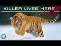 Russia&#39;s Wild Tiger - The Incredible Big Cat | Wildlife documentary