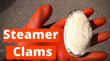 Catch and Cook Clams (Digging for DELICIOUS Steamed Clams!)