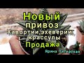 Новый привоз.Хавортии,эхеверии,крассулы.