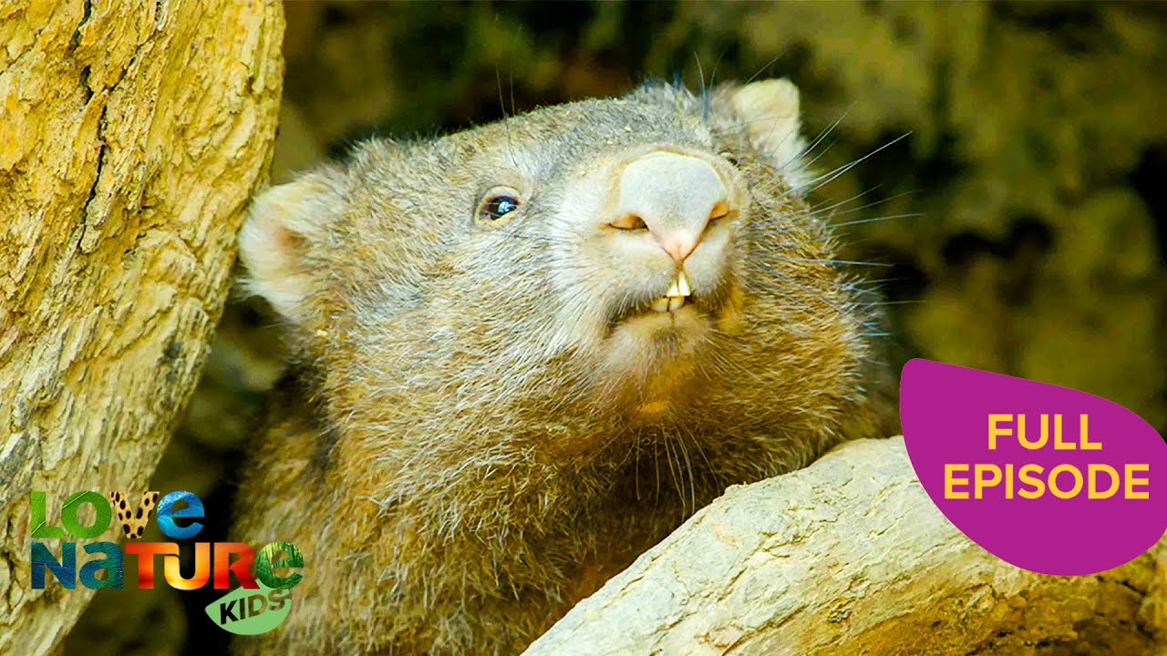 Wombats Find New Home After Flood | Secret Life of the Wombat 101