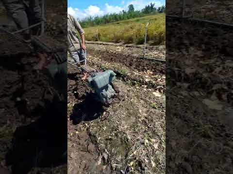 Yanmar L40 slamming