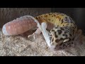 レオパの脱皮 Leopard Gecko Shedding