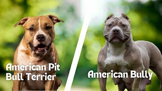 American Pit Bull Terrier Vs American Bully - What Are the Differences by Knowledge Inshort 508 views 6 months ago 4 minutes, 17 seconds