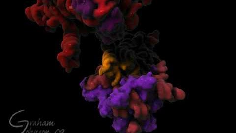 Ribosome Rotation with Large Subunit Lift Away