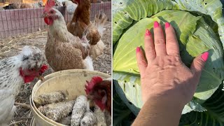 видео: Молодые Петушки дерутся Что делать Белокрылка на Капусте картинка: Молодые Петушки дерутся Что делать Белокрылка на Капусте