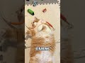 MINYAK IKAN KUCING CO DI LINK BIO NO 42 #cat #catlover #mycat #catsworld #catperson #lovelycat