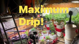 Indoor budget gravity drip system, maximized for  indoor marijuana growing.