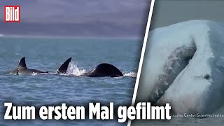 Orca Tötet Weißen Hai In Zwei Minuten