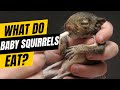 What Do Baby Squirrels eat | Feeding Baby Squirrels for Beginners | Essential Tips &amp; Foods!