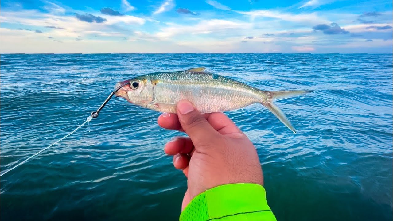 Pesca con CARNADA VIVA y conociendo el CARIBE en Costa Rica - YouTube