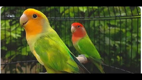 Rosy Faced Lovebird Chirping Sounds Orange Faced Green pied & Red Headed Green Opaline