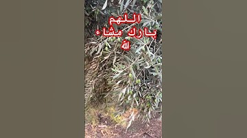 #سورة_التين #القارئ #ماهر_المعيقلي_الشيخ