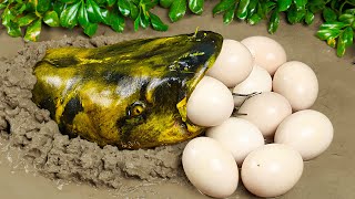 Fun Animails Mud Survival | Giant Catfish Release Eggs Primitive Cooking Experiment Stop Motion ASMR