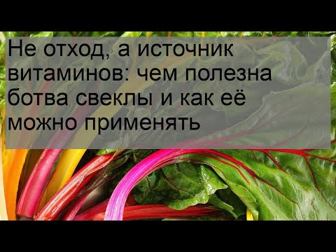 Не отход, а источник витаминов: чем полезна ботва свеклы и как её можно применять