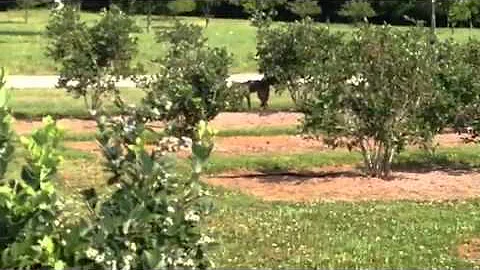 Blueberry picking with a coyote