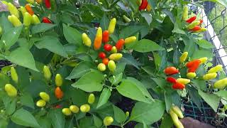 Tabasco Peppers are tiny, but very hot.