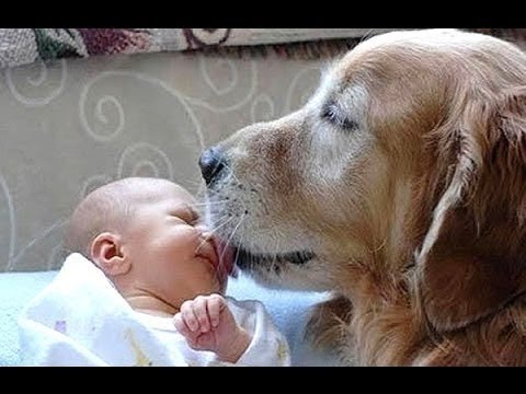 funny-dogs-meeting-babies-for-the-first-time-compilation
