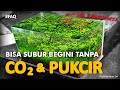 CO2 & PUKCIR ITU TIDAK ALAMI - Aquascape vs Alam