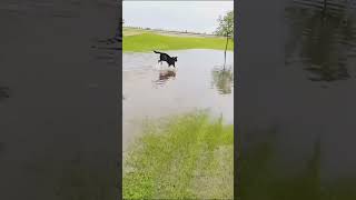 DOG AND WATER