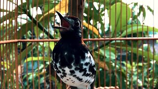 Download Lagu ANIS KEMBANG, PUNGLOR KEMBANG, NGEROL GACOR MP3