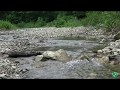 Утро в горах Звуки природы Шум реки Пение птиц ASMR Nature Video Sounds Relaxing