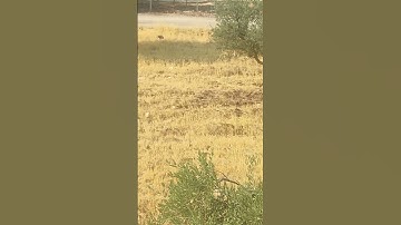 وَذَا النُّونِ إِذ ذَّهَبَ مُغَاضِبًا ) تلاوة قديمة تفوق الخيالللشيخ د. سعود الشريم | سورة الأنبياء💥