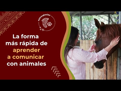 Vídeo: Telépatas Animales: Comunicación Directa Con Una Persona - Vista Alternativa