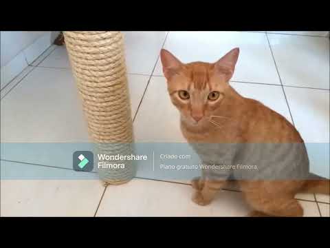 Arranhador para gatos feito com papelao