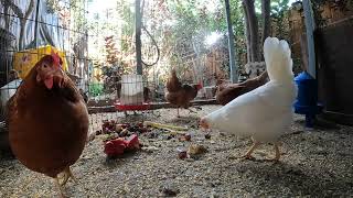 Backyard Chickens Eating Food Scraps Sounds Noises Hens Clucking Roosters Crowing!