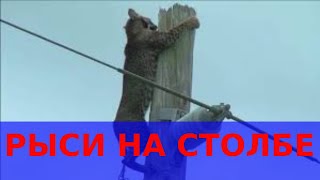 Рыси пришли в деревню