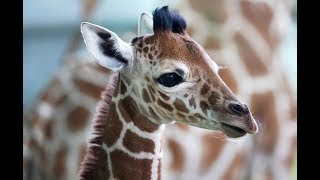 Молодой жираф в Питерском зоопарке