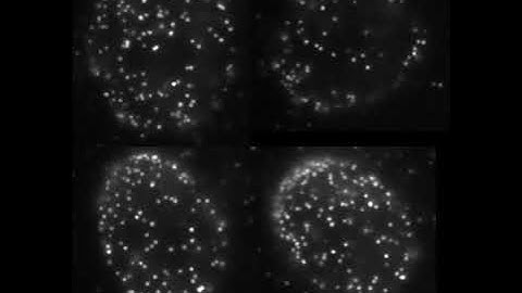 Blinking of Far-Red DNA probe 5-HMSiR-Hoechst used for single molecule localization microscopy