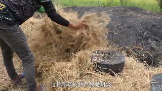 不去鳞不去内脏的稻草烤鱼你们吃过吗？原始的烤制美味！#烤鱼 #稻草烤鱼 #烧烤 #荒野美食 #原始美味
