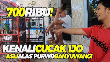 MURAH! Cucak ijo Banyuwangi 700 Ribu #cucakijo #banyuwangi