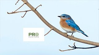 Eastern Bluebird Sound,  Bird Call for Pro Hunters