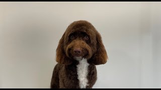 Summer Teddy Bear Cockapoo Groom | Dog Grooming by Go Fetch Grooming 888 views 11 months ago 14 minutes, 30 seconds