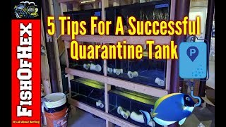 5 Tips For A Successful Quarantine Tank | Let's Fix The Problem!