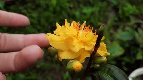 mai cúc bi tiên sinh lại nở nữa rồi và mặt hoa thì... hơn mong đợi luôn ạ