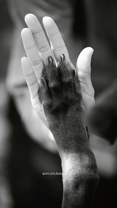 #trending #dog #shots #love #truelove #nevergiveup #alwyone #vehaaniyaan #songall hand arenotfake❤️