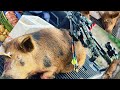 Hog Hunting In Florida With A Crossbow (CRAZY Head Shot)[Catch,Clean and Cook]