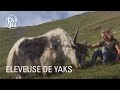 Eleveuse de yaks et aventurière, Rosula se lance dans un trek à travers les Alpes